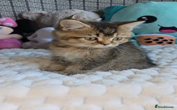 British Shorthair cats for sale: Beautiful Babies Available Ready To Leave - Image 6