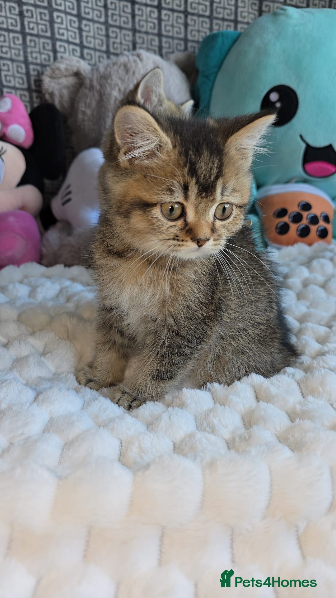 British Shorthair cats for sale: Beautiful Babies Available Ready To Leave - Image 6