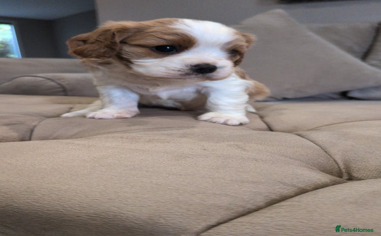 Cavalier King Charles Spaniel dogs - Advert 1