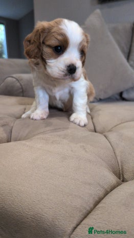 Cavalier King Charles Spaniel dogs - Advert 2