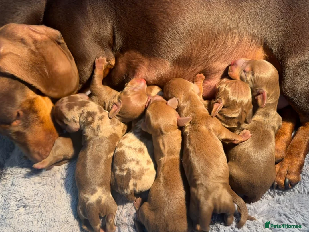 Miniature Dachshund dogs for sale: 3 LEFT! READY NOW STUNNING MINI DACHSHUNDS - Advert 11