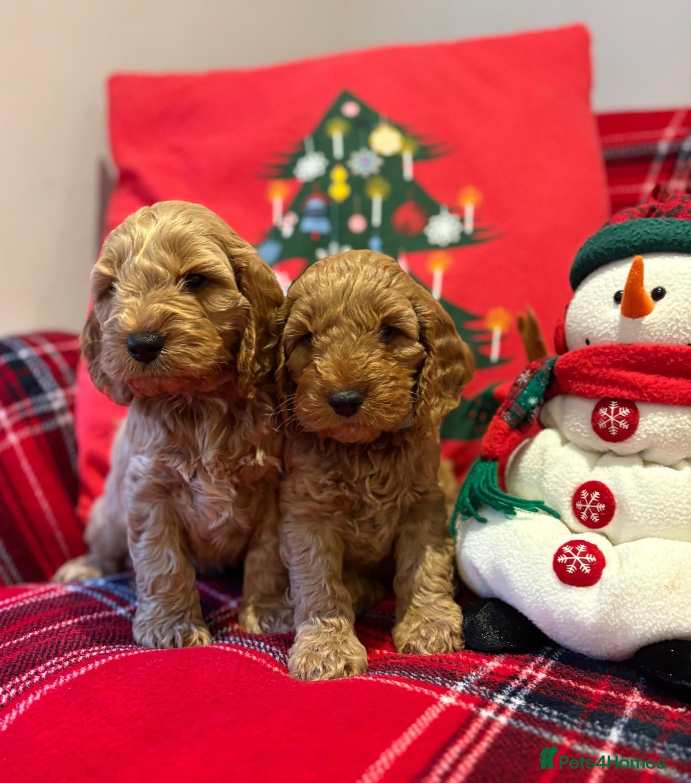 Cockapoo dogs *Adorable**Gold Pups**Ready for Love  - Advert 13