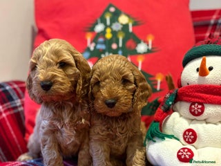 Cockapoo dogs *Adorable**Gold Pups**Ready for Love - Advert 17