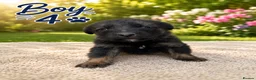 Mixed Breed dogs for sale: Belgian Shepard X caucasian Shepherd puppies - Advert 5