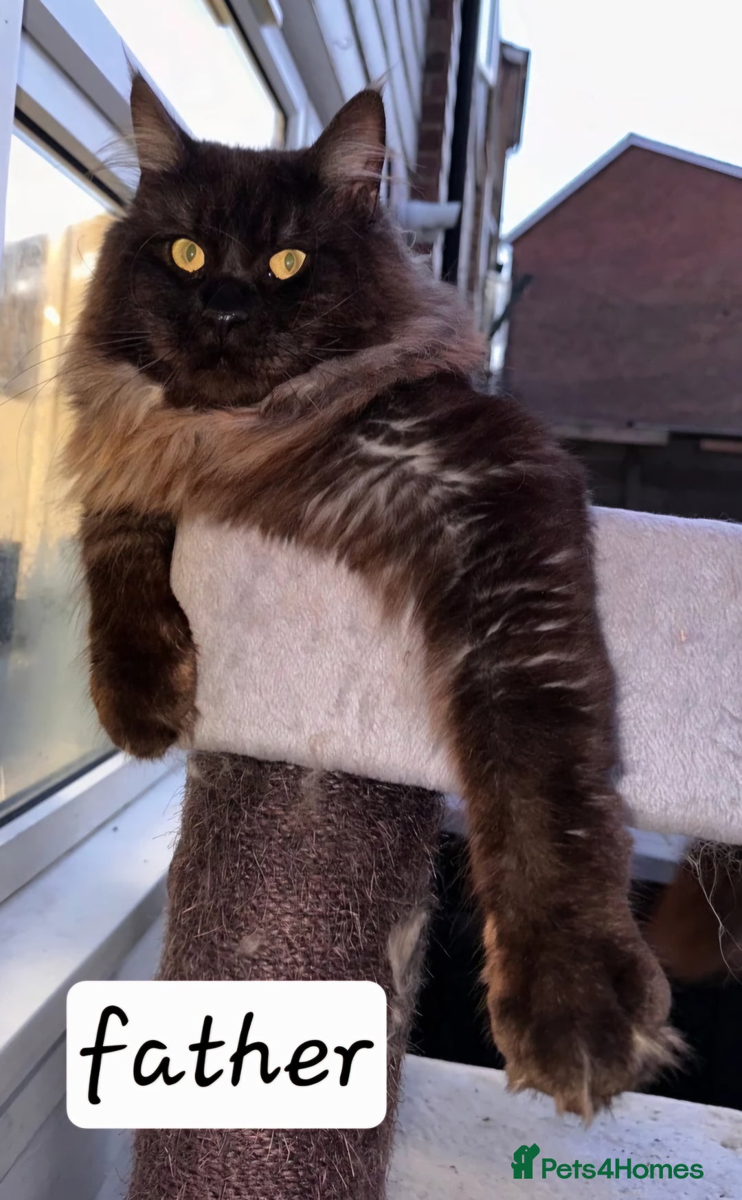 Maine Coon cats for sale: Maine Coon Kitten - Girl remaining in Chichester - Image 6