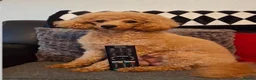 Toy Poodle dogs for sale: Toy poodle 9 weeks - Advert 6