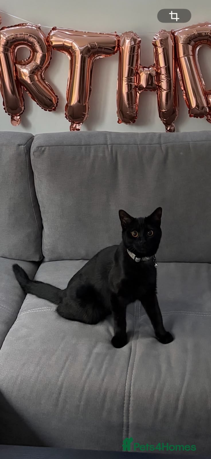 British Shorthair cats Wonderful British Kittens - Advert 1
