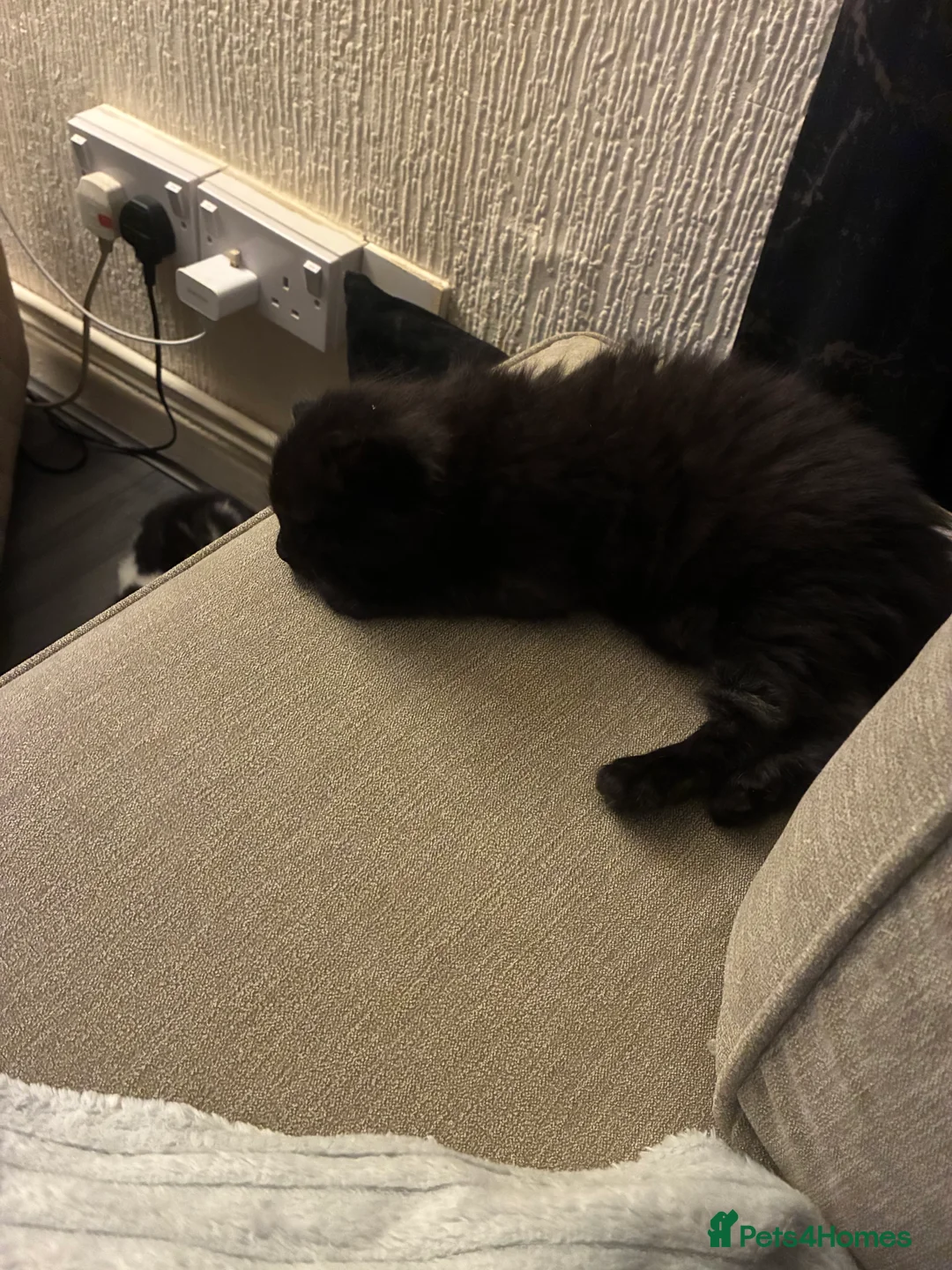 Turkish Angora cats for sale: Turkish angora male  - Advert 17