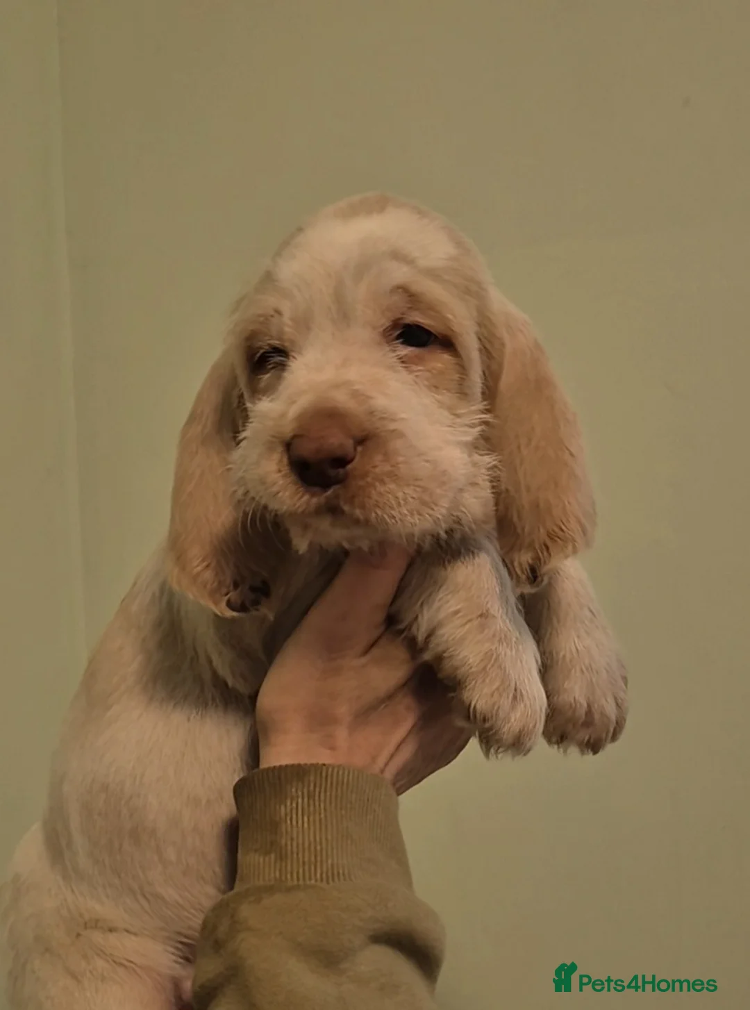 Italian Spinone dogs for sale: 1  boy Italian Spinone Puppy Available  - Advert 2
