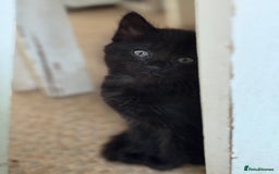 Mixed Breed cats for sale: black beautiful kittens  - Image 6