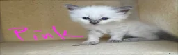 Ragdoll cats for sale: GCCF mom’s pure ragdoll kittens sale in London  - Advert 5