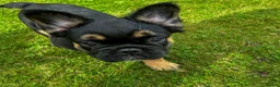 French Bulldog dogs for sale: Ready NOW Adorable Fluffy French Bulldog Puppies - Advert 8
