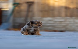 Cocker Spaniel dogs for sale: Cocker spaniel puppies  - Advert 18