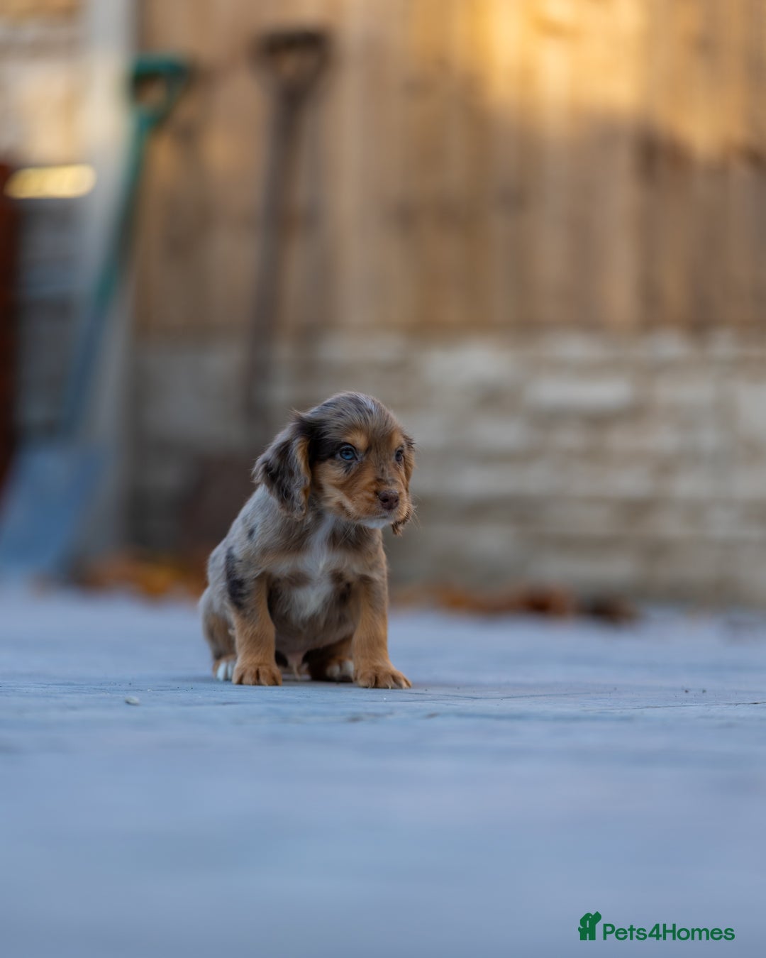 Cocker Spaniel dogs for sale: Cocker spaniel puppies  - Advert 18
