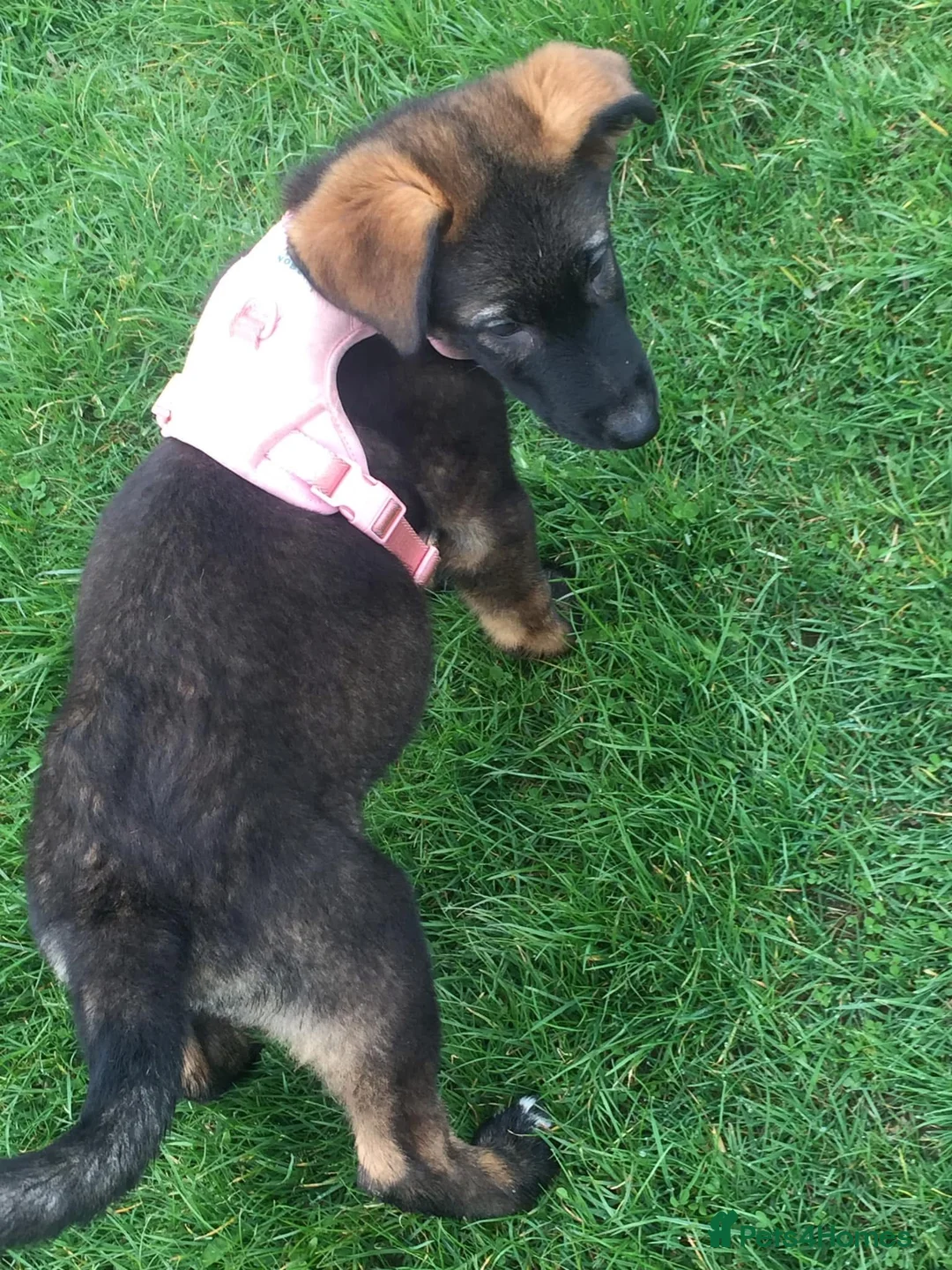 Mixed Breed dogs for sale: 15 week German shepherd cross - Advert 3