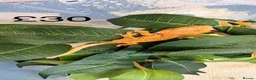 Gecko reptiles for sale: Crested Geckos various  in Burgess Hill - Advert 10