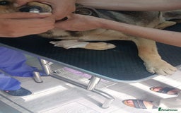 Mixed Breed dogs for adoption: 🐺 WOLFIE – A Brave Soul Ready for a New Life 🖤 - Advert 23