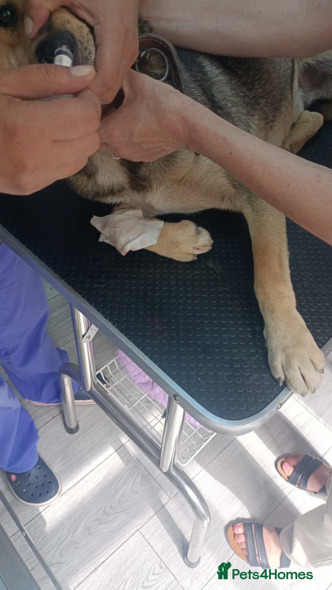 Mixed Breed dogs for adoption: 🐺 WOLFIE – A Brave Soul Ready for a New Life 🖤 - Advert 23