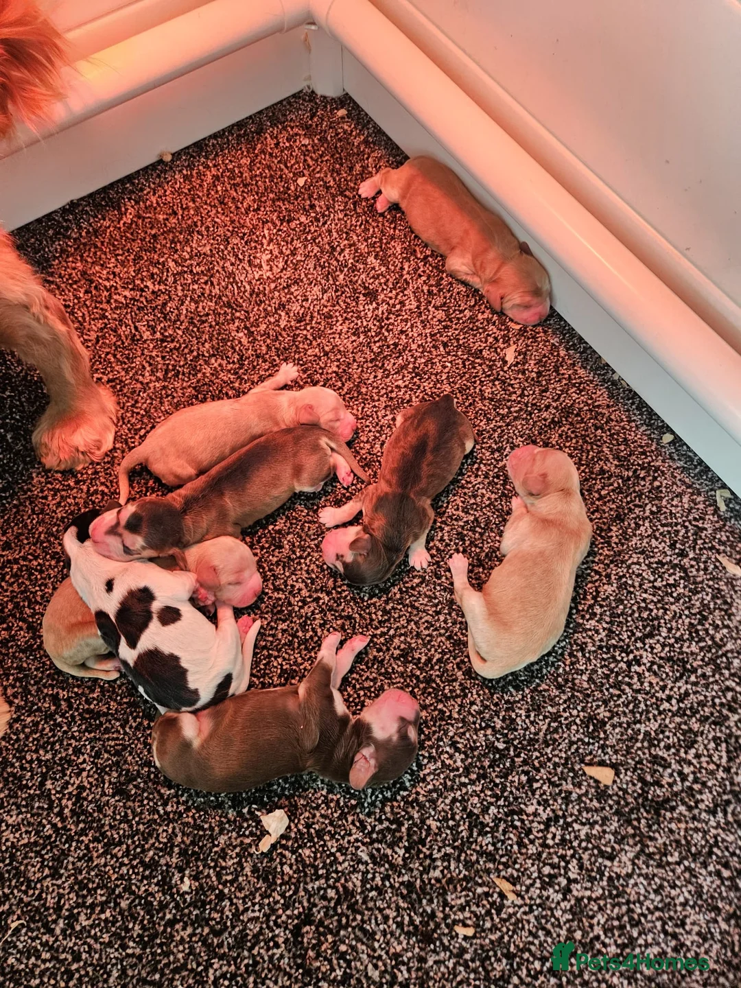 Cocker Spaniel dogs for stud: KC Sable Show Cocker STUD champ lines in Sandbach - Advert 13