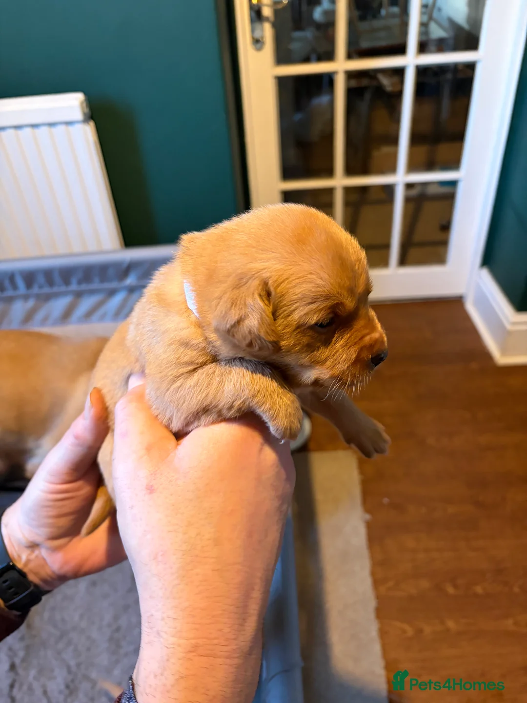 Labrador Retriever dogs for sale: Labrador  in Dorchester - Advert 17