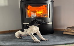 Pointer dogs for sale: Beautiful Pointer Puppies  - Image 5