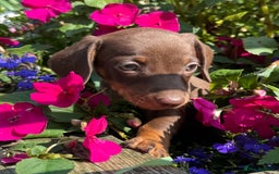 Miniature Dachshund dogs for sale: Exceptional miniature dachshund puppies - Image 5