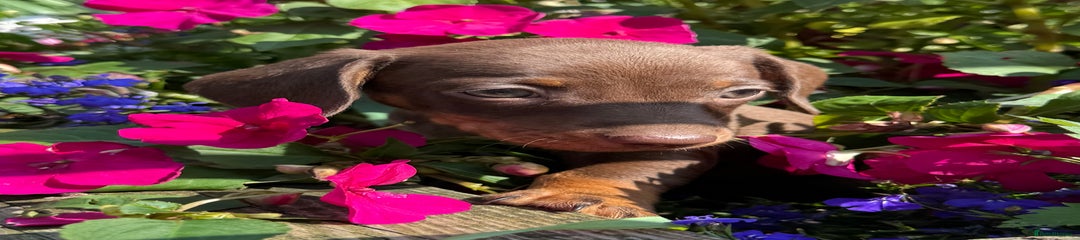 Miniature Dachshund Puppy 4