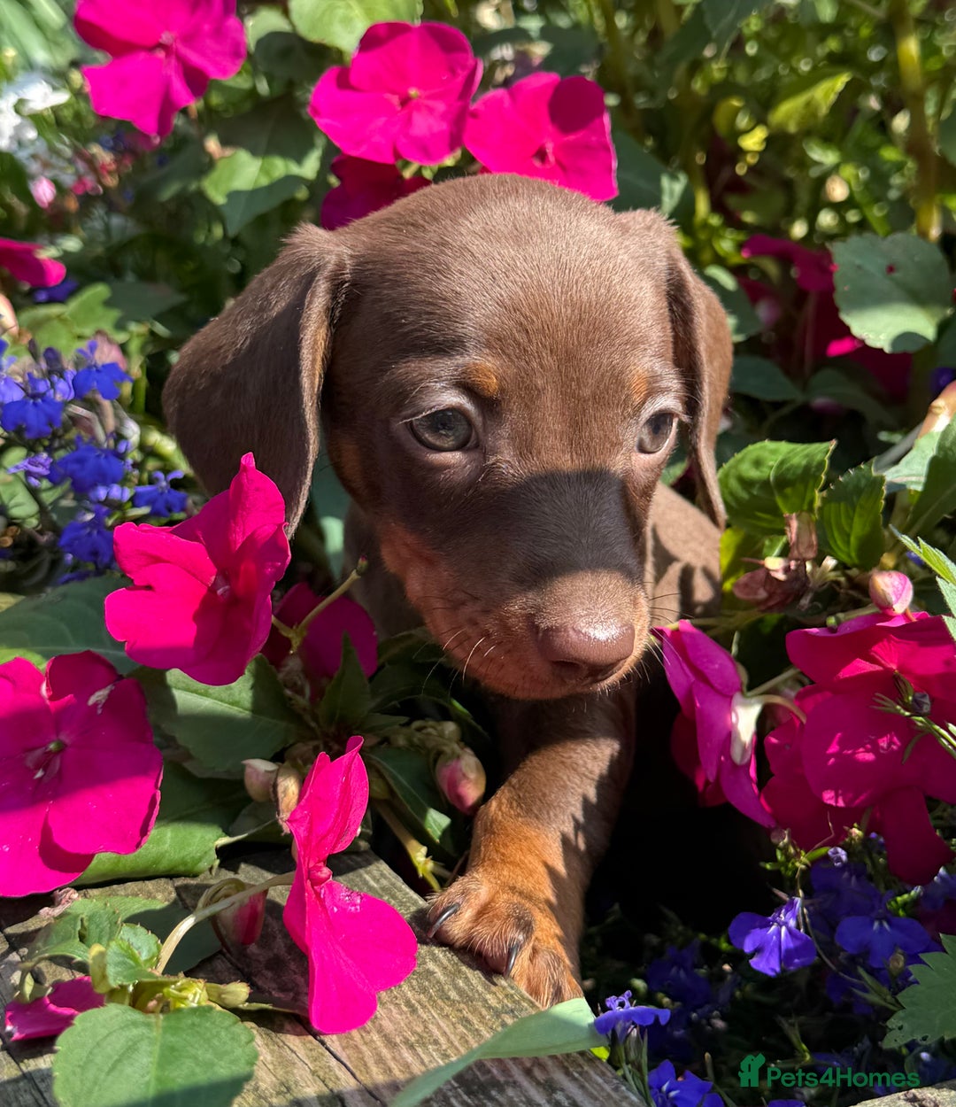 Miniature Dachshund dogs for sale: Exceptional miniature dachshund puppies - Image 5