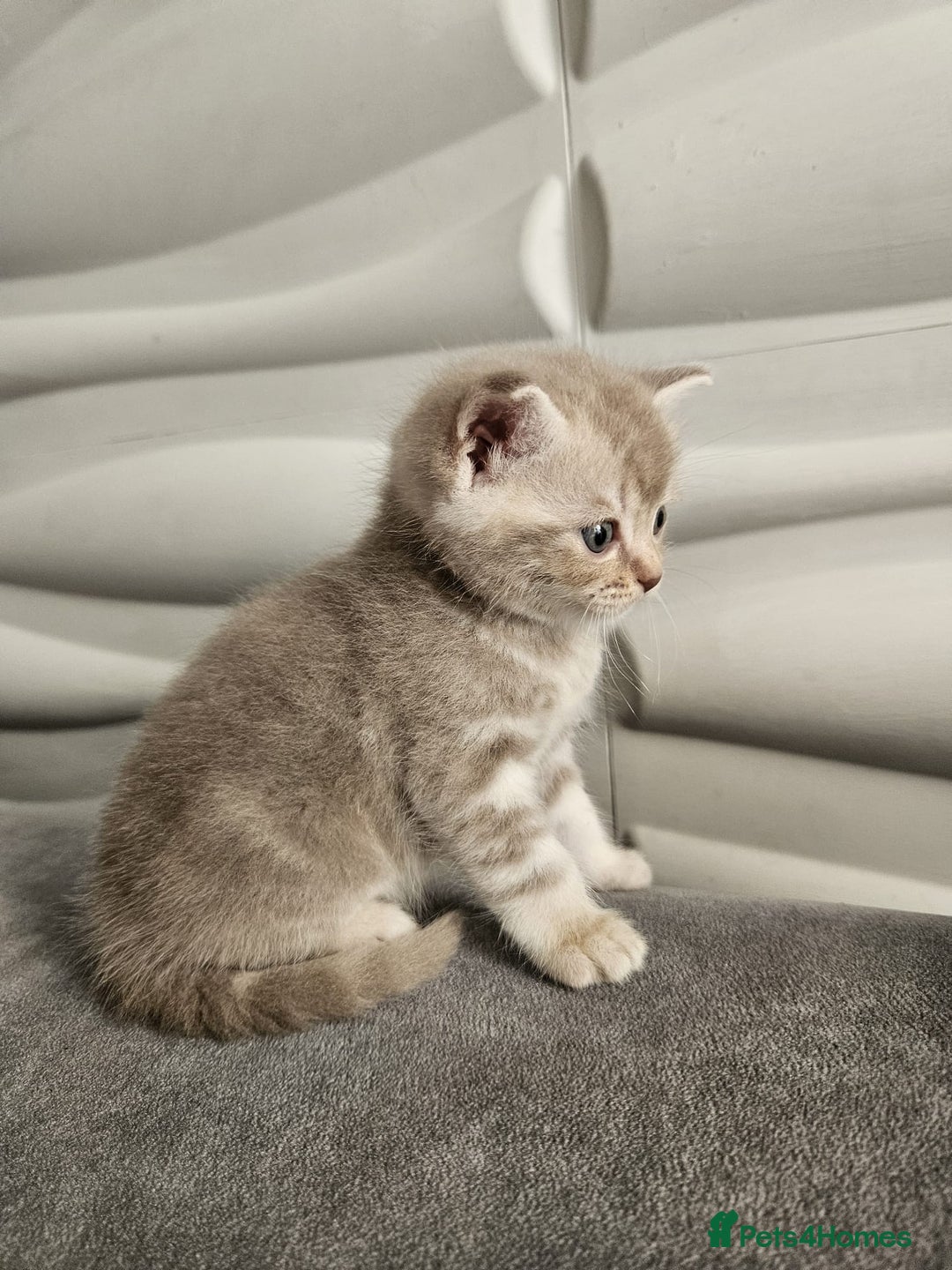 Burmese cats for sale: Beautiful Burmese x British kittens for sale 🤍  - Image 16
