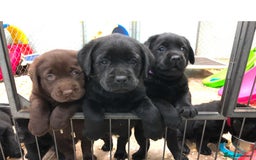 Labrador Retriever dogs for sale: Chunky Working Lab Puppies  - Image 8