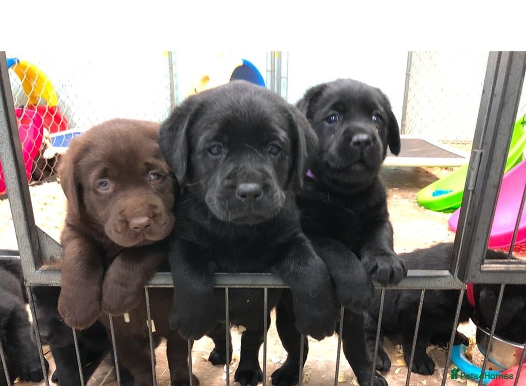 Labrador Retriever dogs for sale: Chunky Working Lab Puppies  - Image 8
