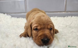 Labrador Retriever dogs for sale: Stunning Fox Red Labrador - Available 2nd Dec - Image 6