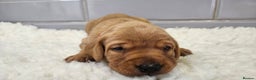 Labrador Retriever dogs for sale: Stunning Fox Red Labrador - Available 9th Jan - Advert 6