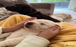 Labrador Retriever dogs for sale: Labrador retriever puppies  - Advert 3