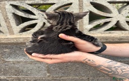 Ragdoll cats for sale: Gorgeous ragdoll cross kittens  - Image 10