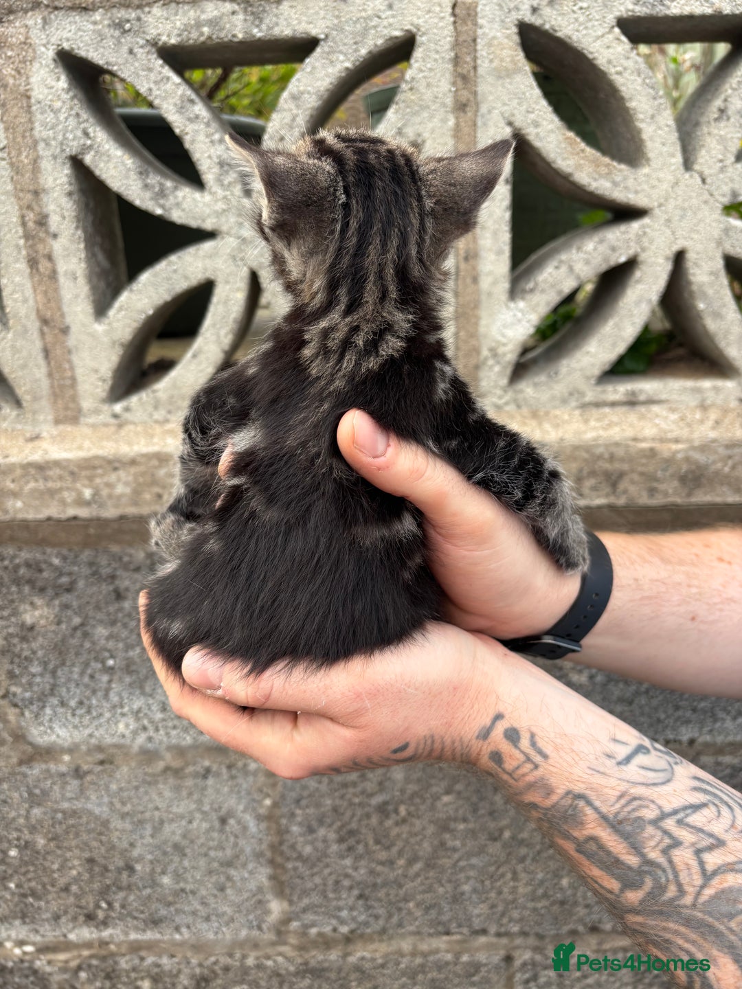 Ragdoll cats for sale: Gorgeous ragdoll cross kittens  - Image 10