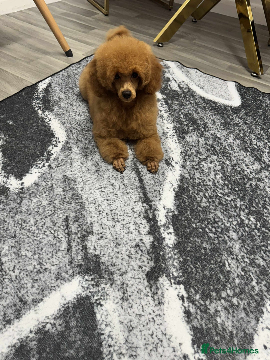 Miniature Poodle dogs for sale: KC Red miniature Poodle with excellent pedigree  - Image 4