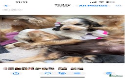 Cocker Spaniel dogs for sale: Sable cockerspaniel puppies - Image 14
