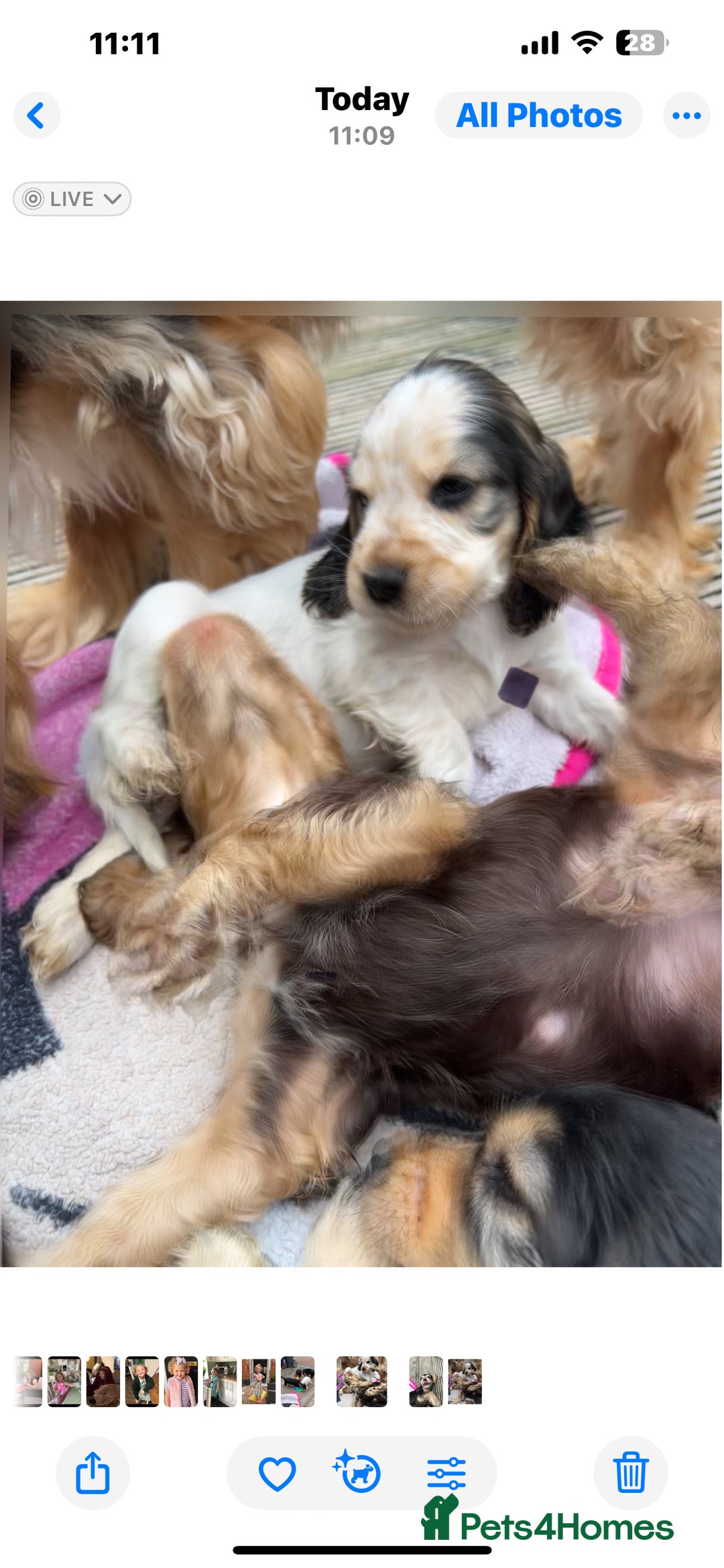 Cocker Spaniel dogs for sale: Sable cockerspaniel puppies - Image 14