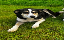 Borador dogs for sale: Collie X Labrador Puppies  - Image 6