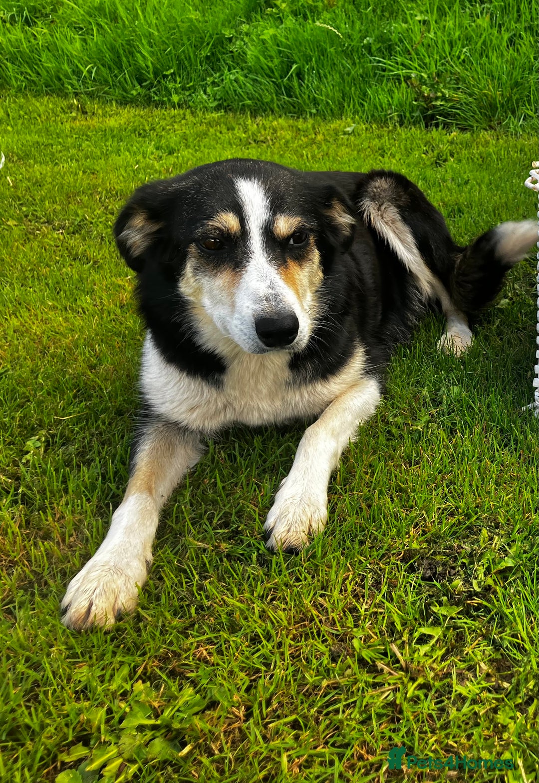 Borador dogs for sale: Collie X Labrador Puppies  - Image 6
