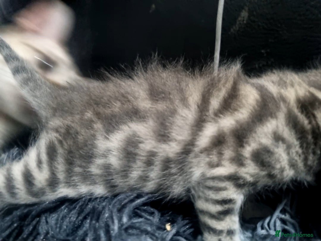 Bengal cats for sale: 🤩RARE BLUE BENGAL🤩SNOW LYNX🤩 BROWN🤩 - Image 10