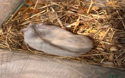 Hamster rodents for sale: Supertamed Russian white dwarf Baby Hamsters - Image 5