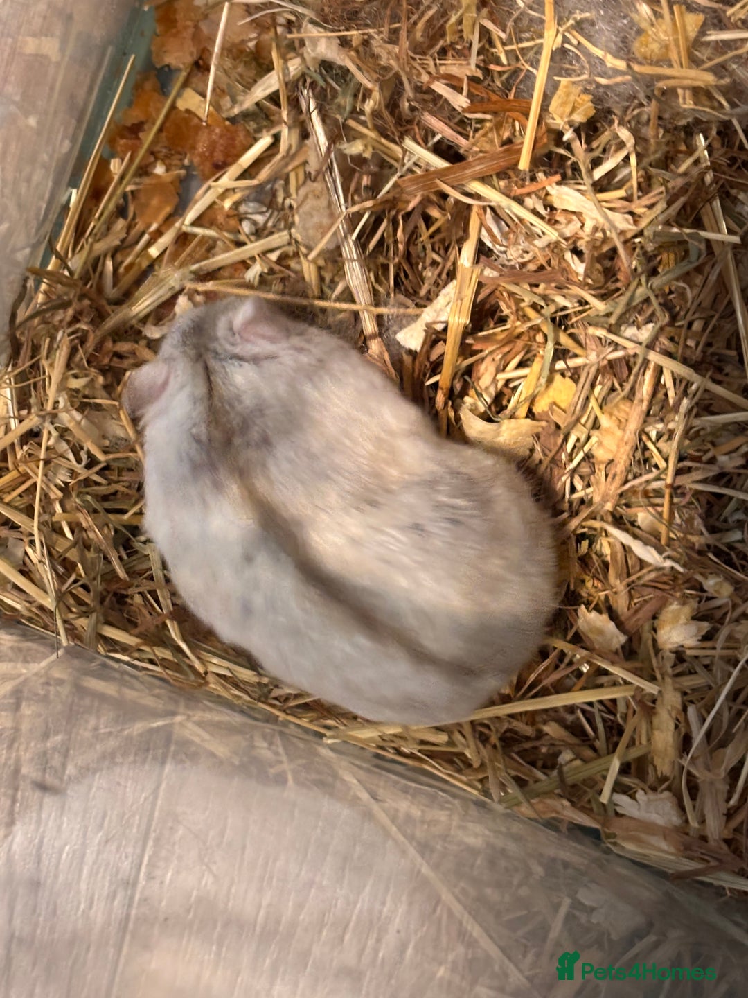 Hamster rodents for sale: Supertamed Russian white dwarf Baby Hamsters - Image 5