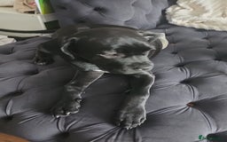 Cane Corso dogs for sale: Bella  - Image 4