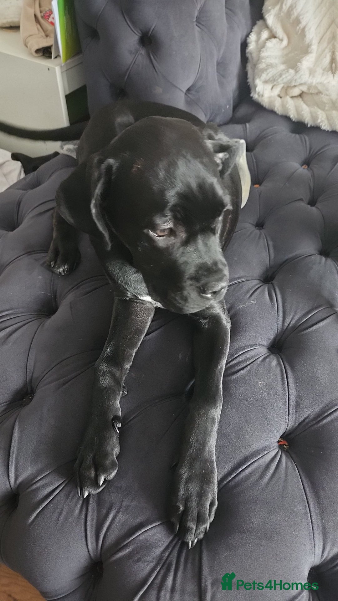 Cane Corso dogs for sale: Bella  - Image 4
