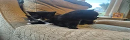 Mixed Breed cats for sale: 5 gorgeous black and white kittens  - Advert 19