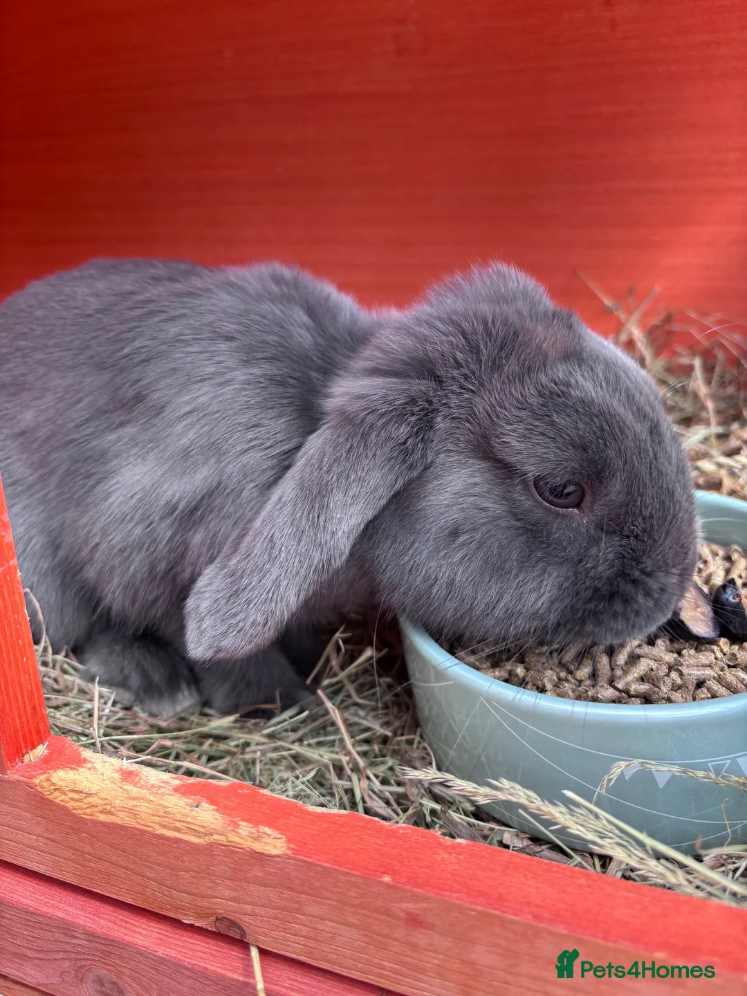 Mini Lop rabbits for sale: Rabbit for Sale  - Advert 2
