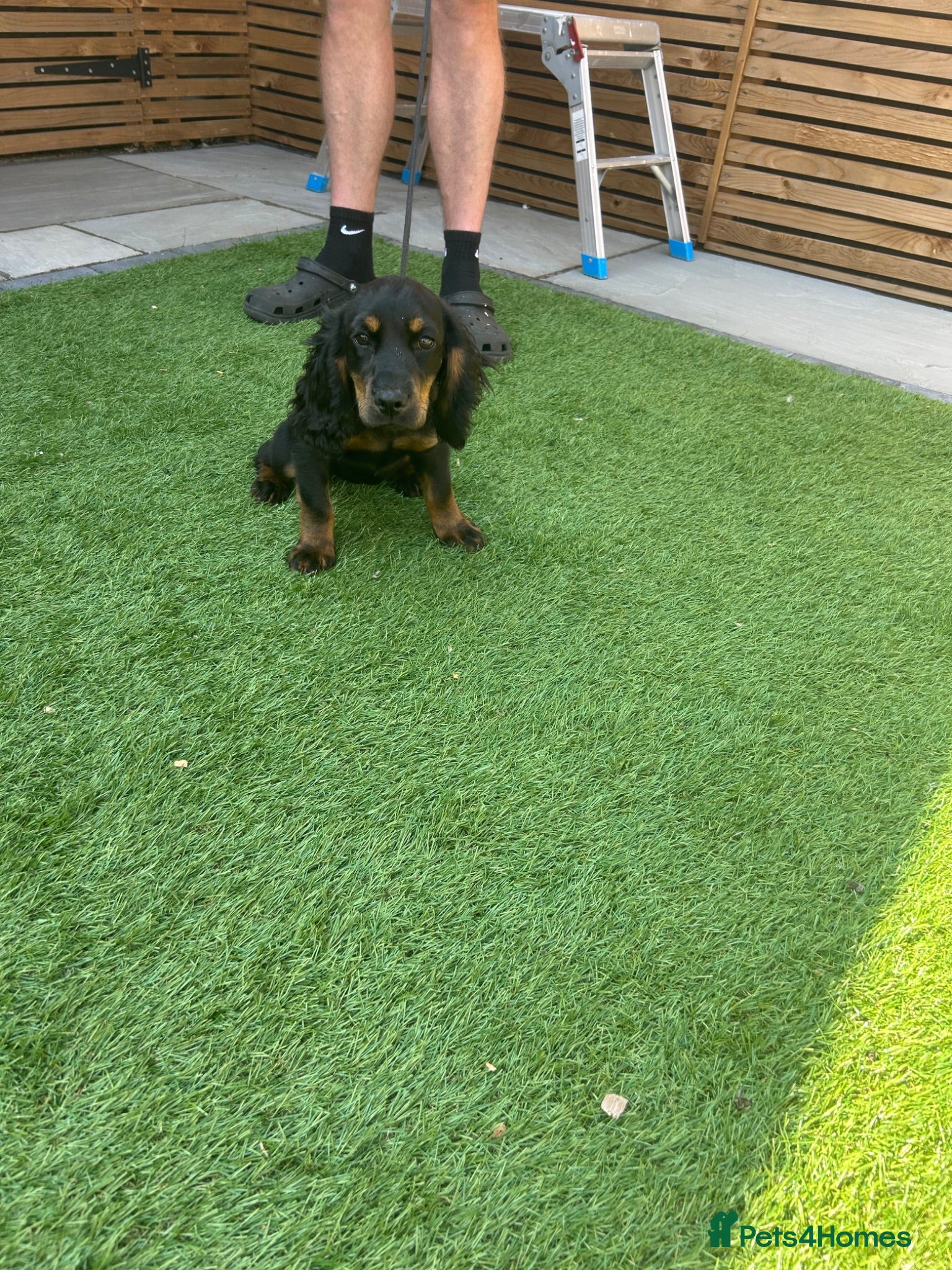 Cocker Spaniel dogs Black and Tan cocker spaniel girl  - Advert 3