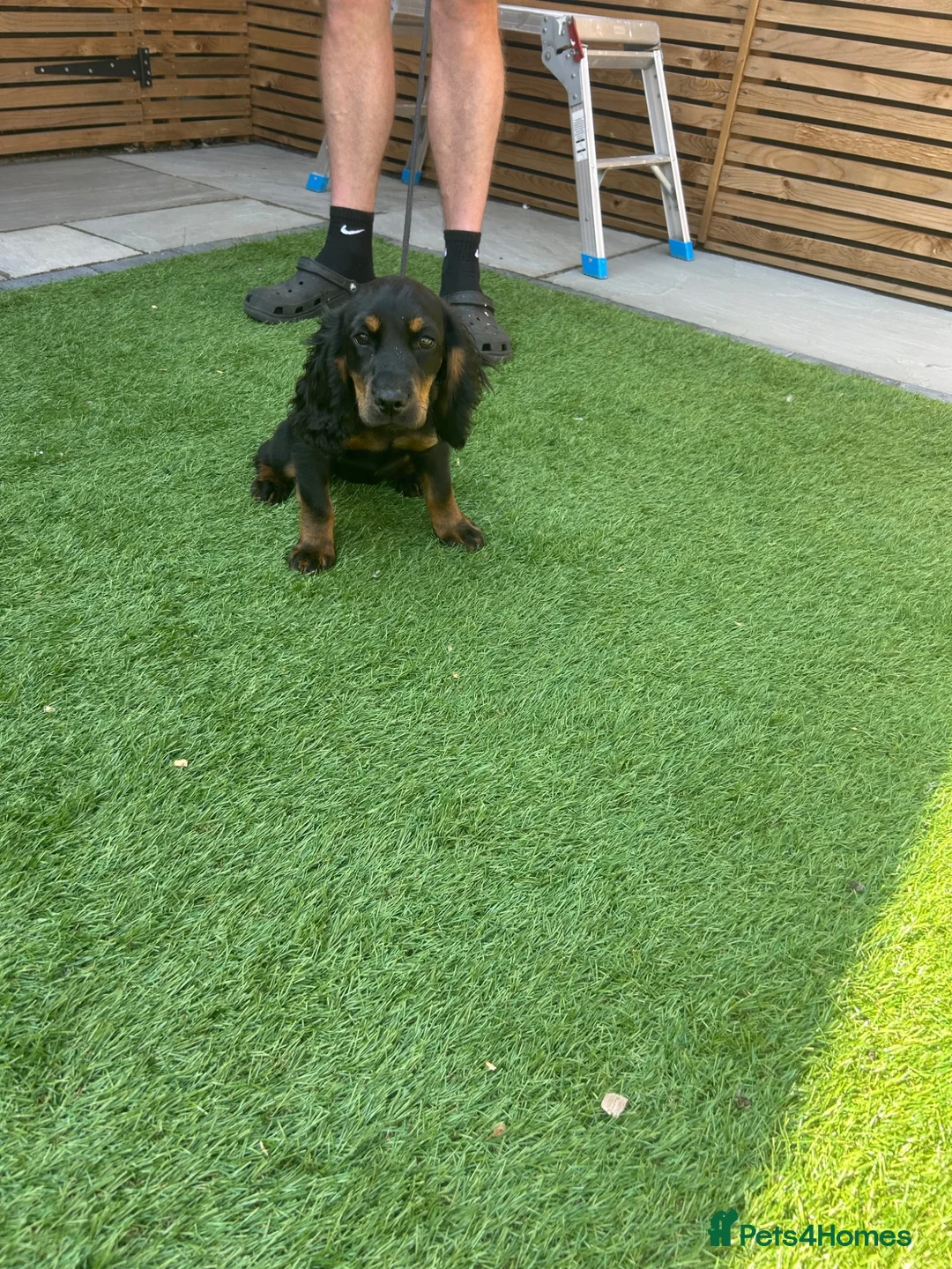 Cocker Spaniel dogs for sale: Black and Tan cocker spaniel girl  - Advert 1